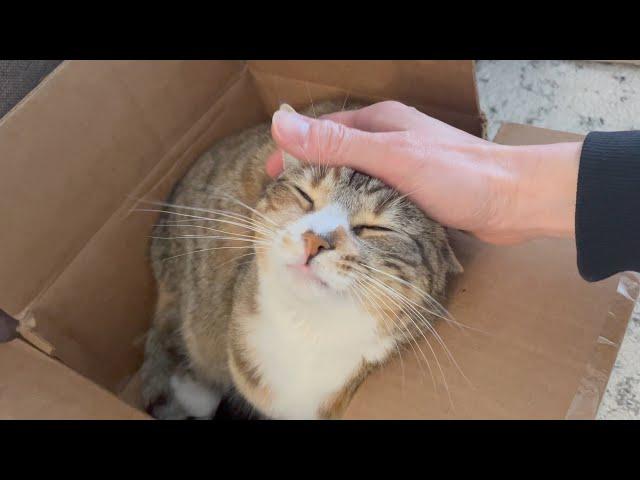 Cute Cat Purring in a Cardboard Box | Instant Relief from Stress and Anxiety | Her Face at the End!