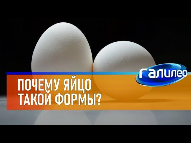 Галилео  Почему яйца такой формы?