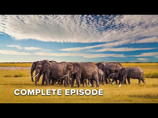 The Biggest Migration | NOMADS OF THE SERENGETI - FULL SEASON MARATHON