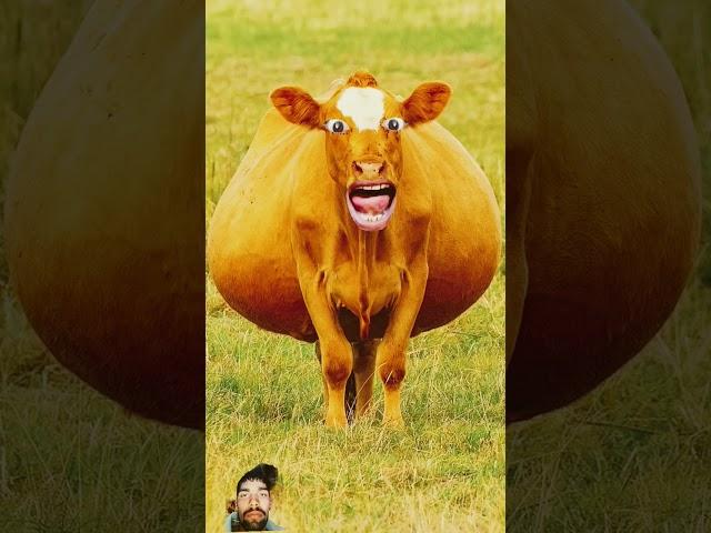 #funny #cowbeauty #cow #comedy #animals #jokes #funnybuffalo #comedyfilms #buffalocomedy #comedymovi