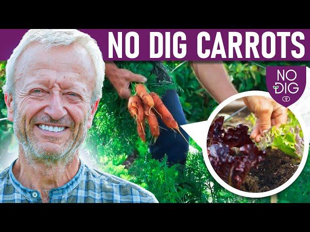 No Dig Carrots, easier than you thought