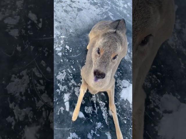 Косуля выбежала на лёд Байкала. Спасли)