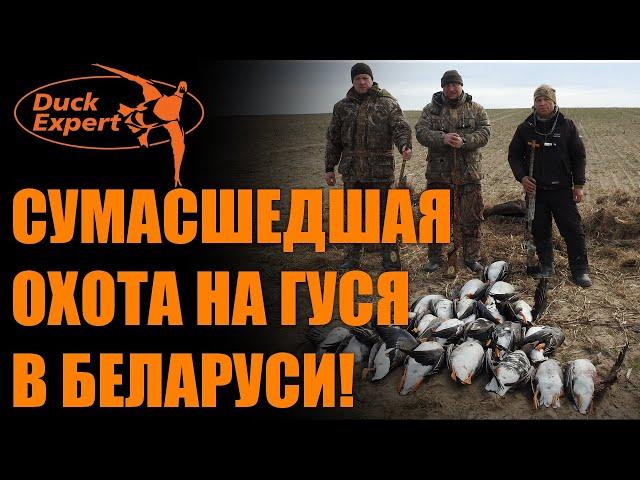 СУМАСШЕДШАЯ ОХОТА НА ГУСЯ В БЕЛАРУСИ! ТЫСЯЧИ ГУСЕЙ! ОТЛИЧНЫЕ НАЛЕТЫ в 4K!