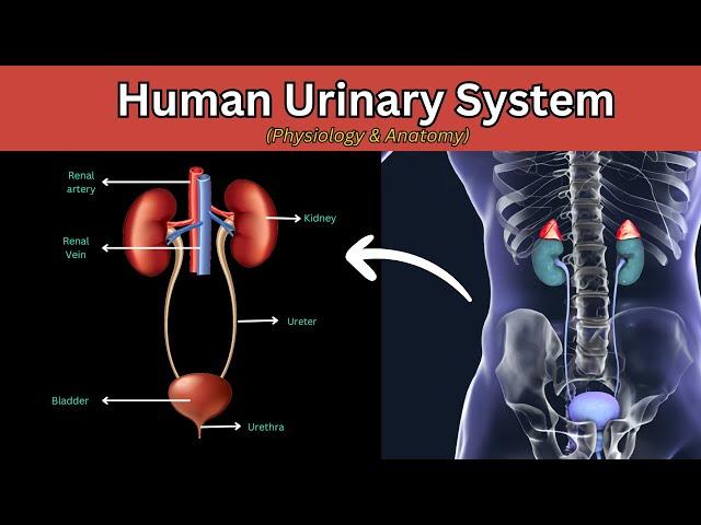 Human Urinary system Explained, Human urinary system, working of human urinary system