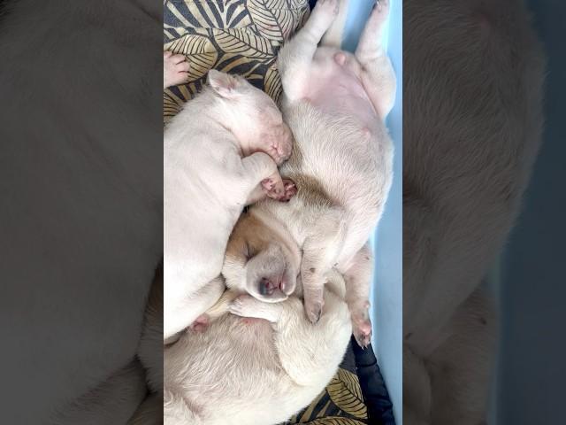 Four healthy pups born last night #dogshorts #puppy #dogs #dog -#doglover