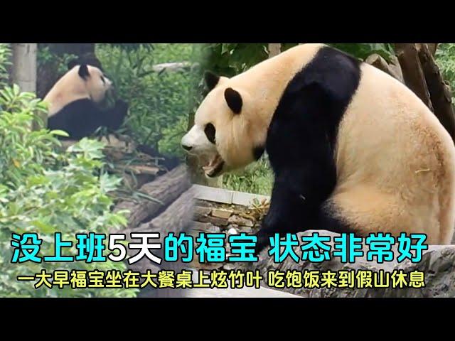 9月20日 没有班味的福宝，状态非常好，大口大口吃竹叶#panda #푸바오 #zoo #fubao