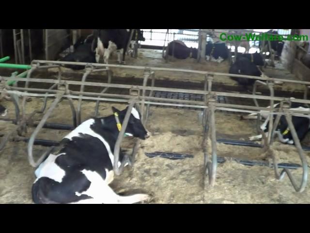 Cow-Welfare Flex Stalls asemed 1