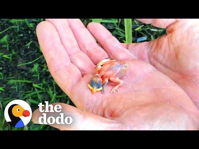 Couple Finds Tiny Sparrow After A Storm | The Dodo Little But Fierce