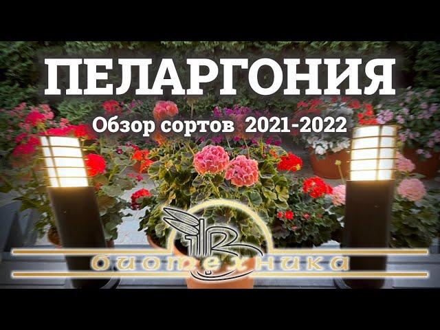 Выбираем гибридную пеларгонию из семян на сезон 2022!