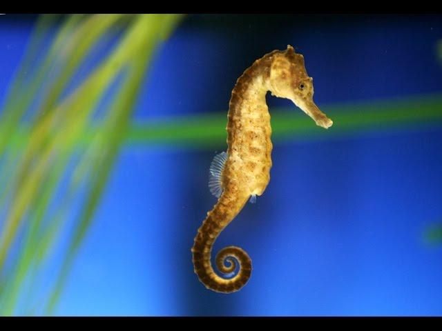 Seahorses