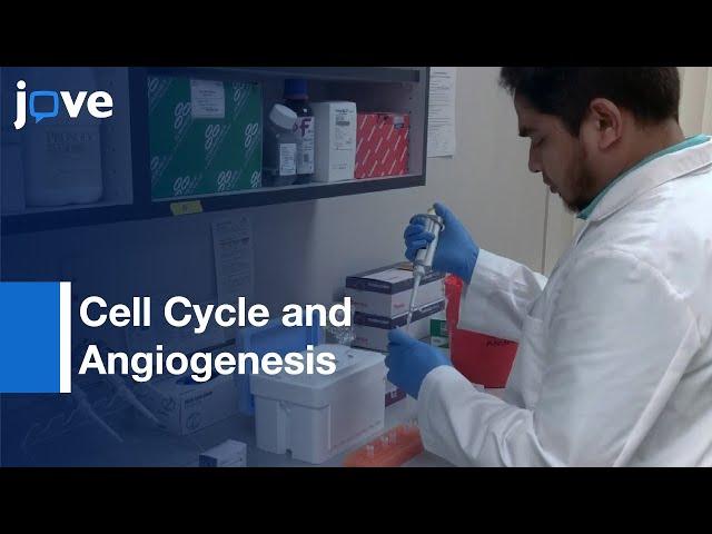 Cell Cycle and Angiogenesis Regulation by miRNA | Protocol Preview