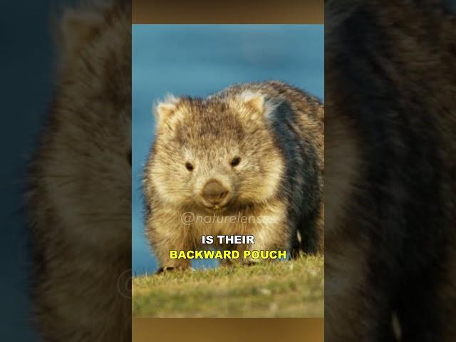 Wombat | The Cute Giant Fur Ball