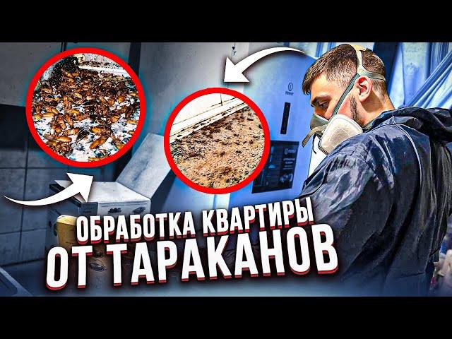 Обработка квартиры от тараканов | Высокое заражение