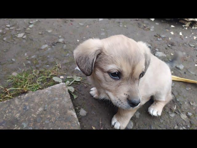 My Little Puppy enjoys his meal ️#puppy