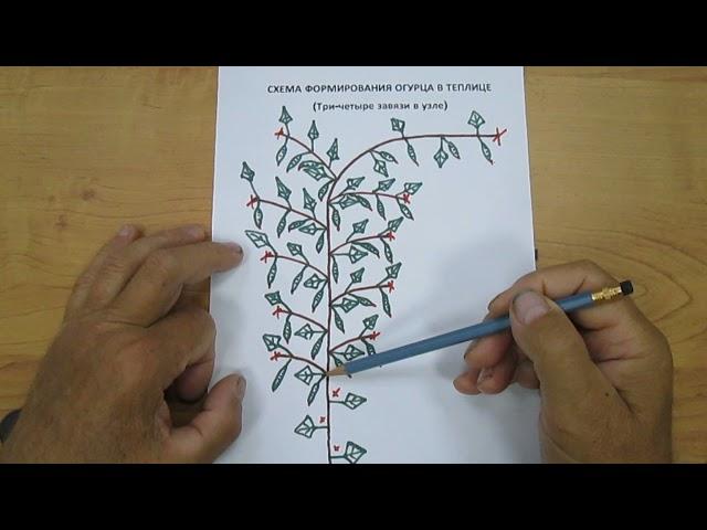 Схема формирования огурца в теплице