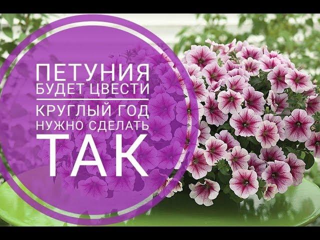 Петуния будут цвести круглый год раскрываю секрет