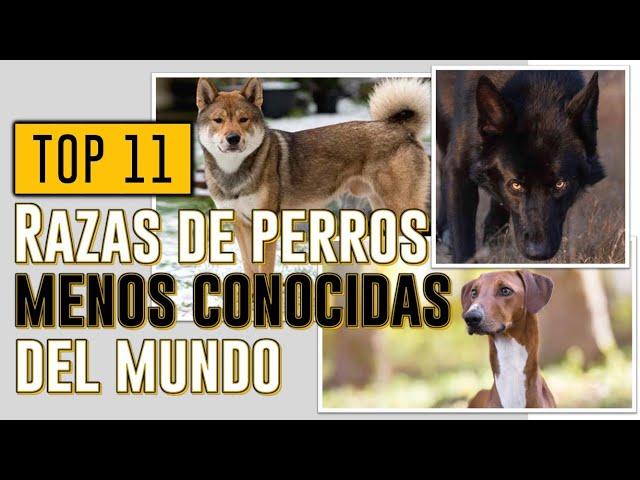 TOP 11 Razas de perros menos conocidas del mundo