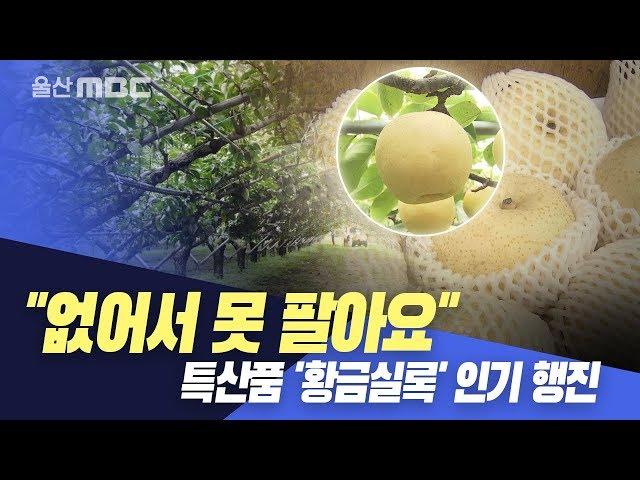 "없어서 못 팔아요"..'황금실록' 인기 행진