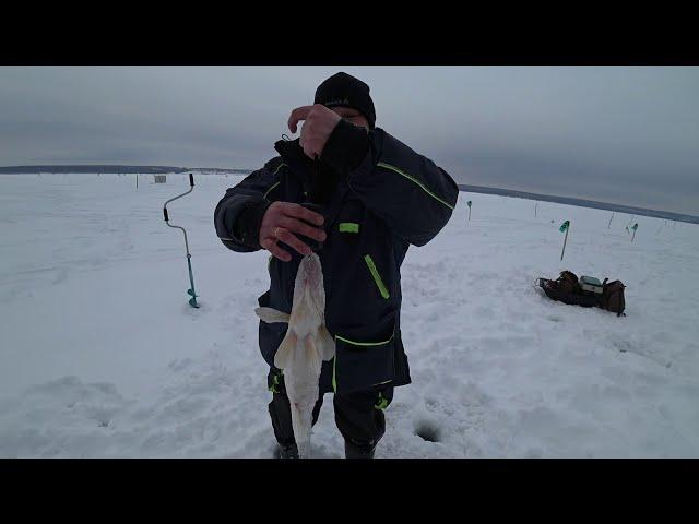 Судак на виб. Окунь на безмотылку.