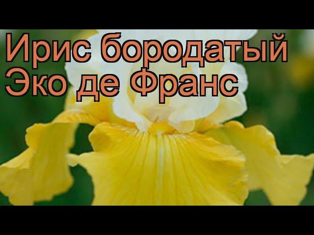 Ирис бородатый Эко де Франс (iris)  ирис Эко де Франс обзор: как сажать саженцы ириса Эко де Франс