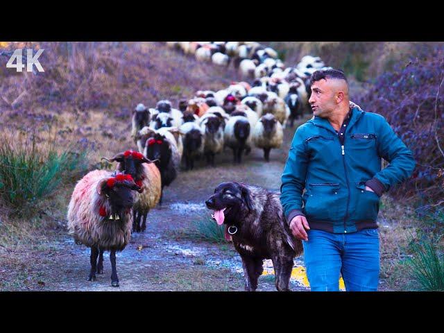 Shepherd Adam's Flock - Life Dedicated to the Village| Documentary-4K