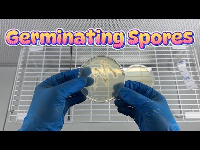 The Easiest Way to Germinate Mushroom Spores