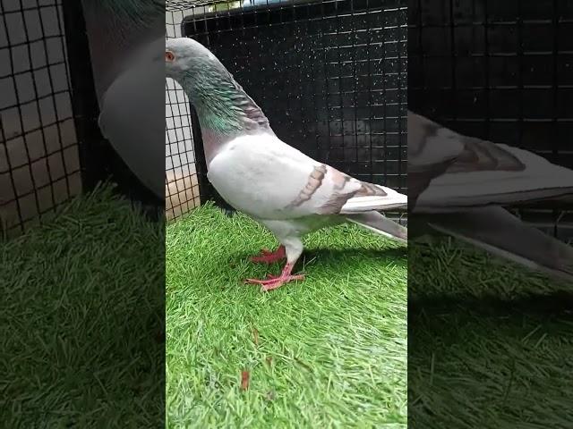 Beautiful Homer Pigeon