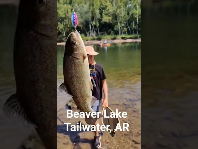 Beaver Lake Tail water, AR Trout