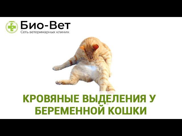 Выделения у Беременной Кошки // Кровавые, Желтые и Другие Выделения // БИО-ВЕТ