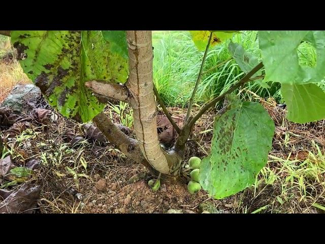 Vietnamese Fig trees, diseases and fruits, Bac Ha Heaven Gate, May 25, 2025