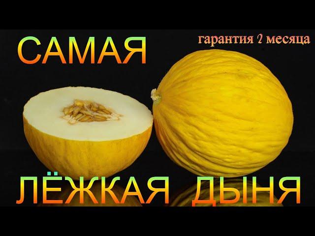 САМАЯ ЛЁЖКАЯ ДЫНЯ.Я просто в шоке