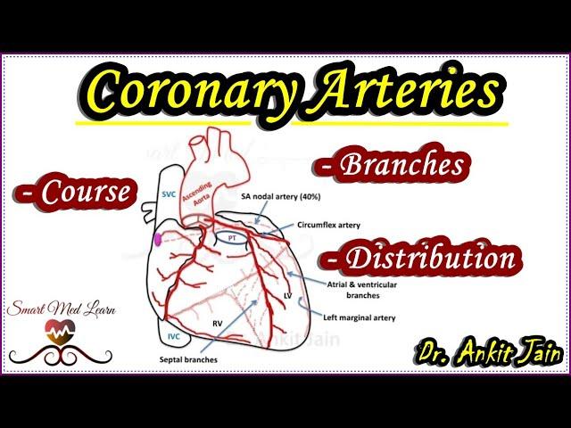 Coronary Arteries/Anatomy/Blood supply of heart/Arterial supply of heart/Right Left Coronary Artery