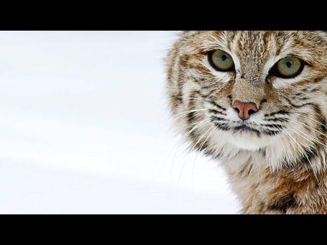 A Bobcat Uses a Different Hunting Strategy to Catch a Duck