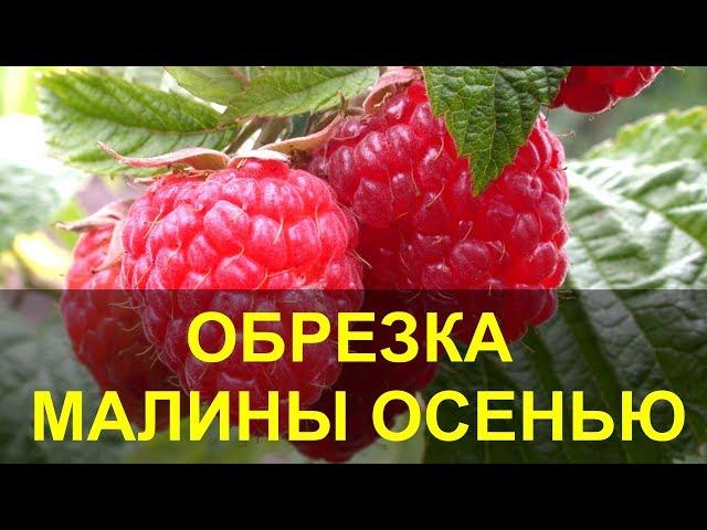 Обрезка Малины Осенью, Когда и как Обрезать Малину.