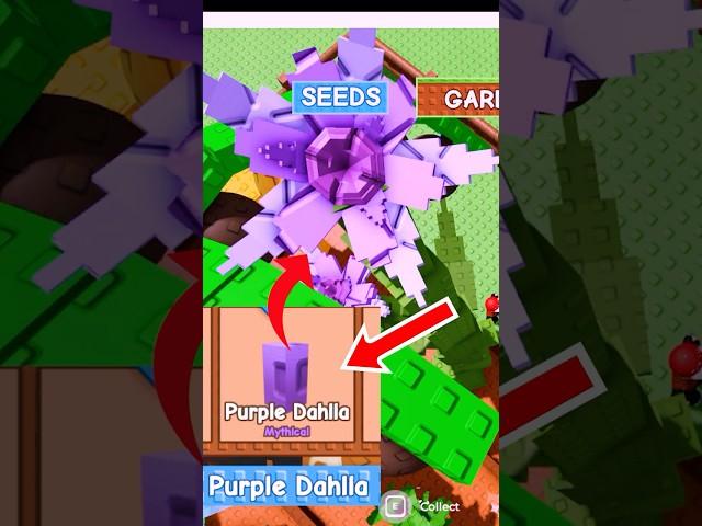 Your GARDEN needs this Mythical Purple Dahlia Seed! #growagarden #roblox #shorts