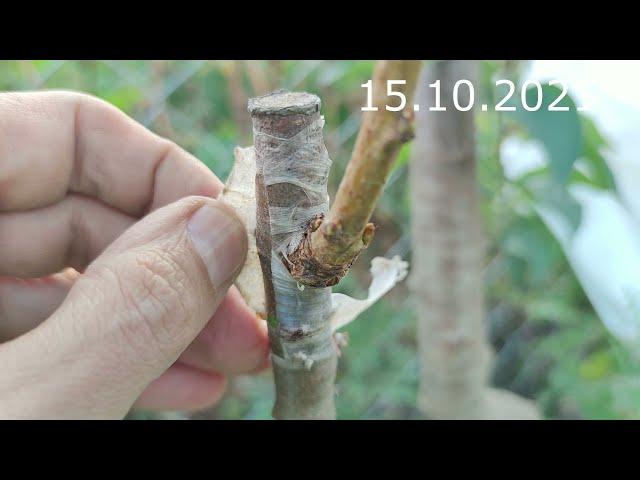 grafting cherries on antipka cherries