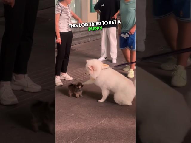 This dog loves petting puppies 