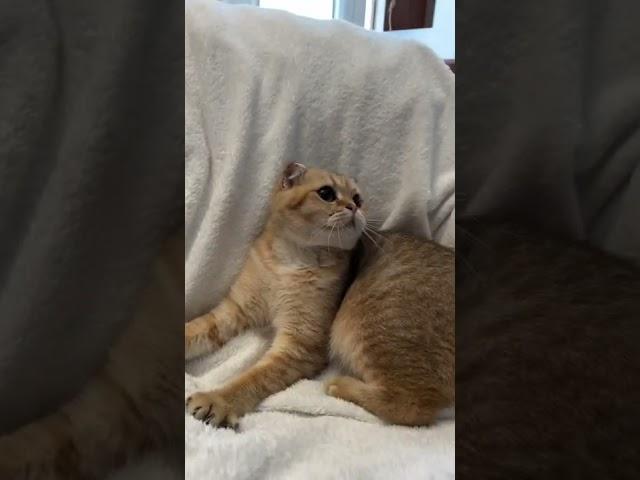 the cat purrs and sharpens it’s claws #shorts #cat #scottishfold