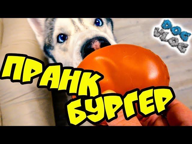 РОЗЫГРЫШ НАД СОБАКАМИ ПРАНК БУРГЕР SWEET PUPS макарун (Хаски Бандит) Говорящая собака