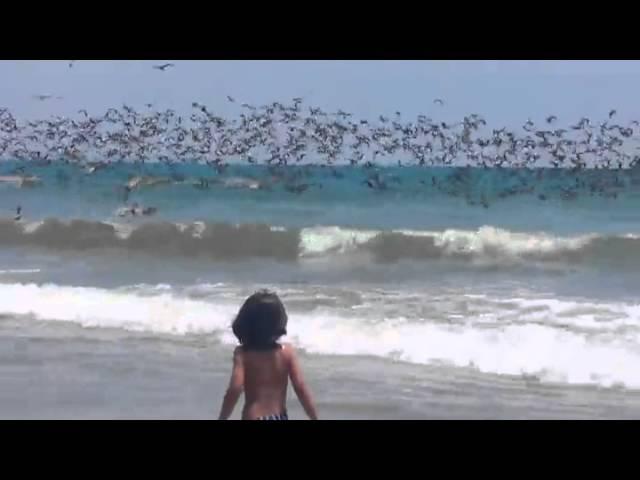 A Squadron Of Pelicans Divebomb Fish