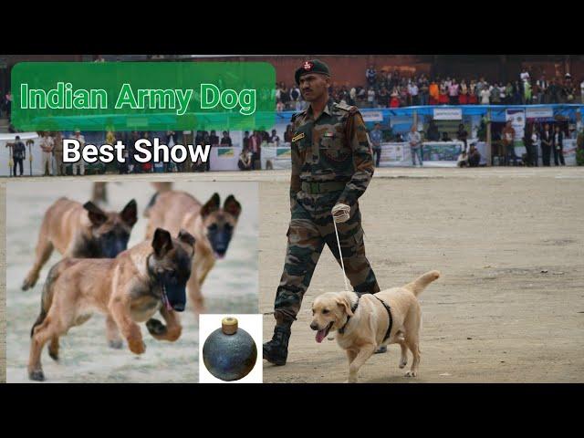 Indian Army Dog Show. 78th Independent Day Celebration at Tuensang Hq.