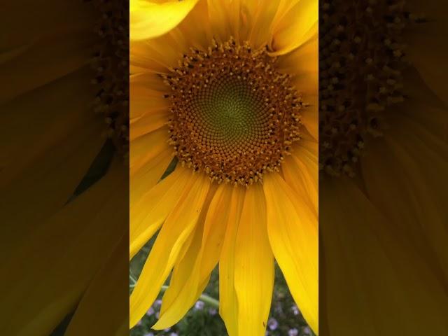 Sunflower’s hypnotic rings