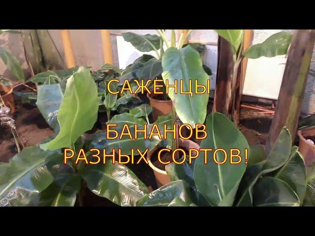Теплица Московская область, саженцы бананов, пересадка, укоренение через воду.