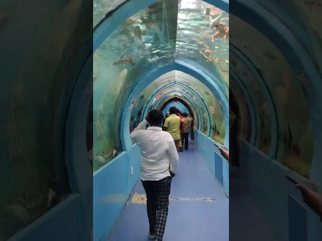 Underwater aquarium in Mysore  #fishlovers #underwateraquarium #viralshorts ️