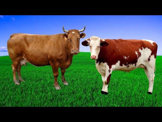 Звуки Коровы 30 минут-Мычание коровы на пастбище-Стадо коров на лугу-Farm animals