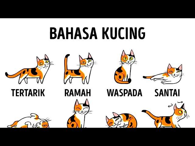 Cara Memahami Kucing Lebih Baik