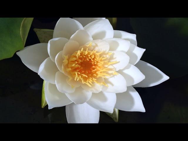 Water lily, nymphaea alba flower opening time lapse. White water lily 4K