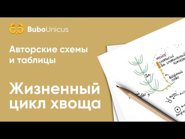 Жизненный цикл хвоща | БИОЛОГИЯ ЕГЭ | Лина Клевер