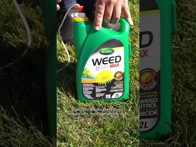 HOW TO CONTROL WEEDS IN YOUR LAWN  #frankieflowers #fallgarden