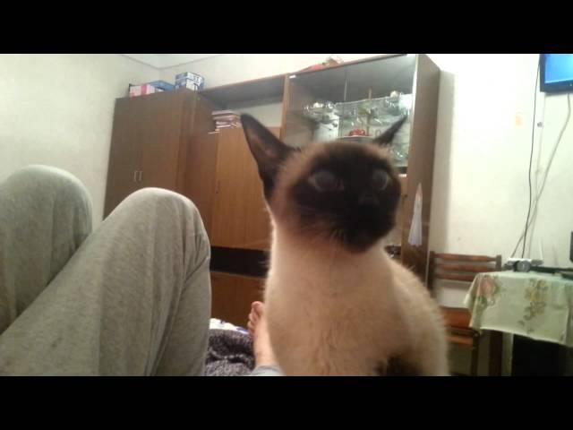 сиамская кошка в гневе. прикол.жесть.